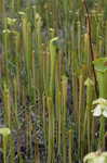 Yellow trumpets